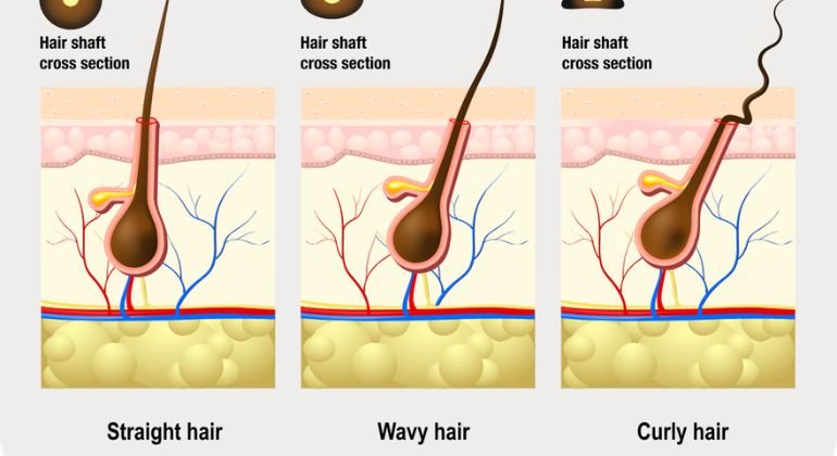 Hair follicle shape and cross-section
